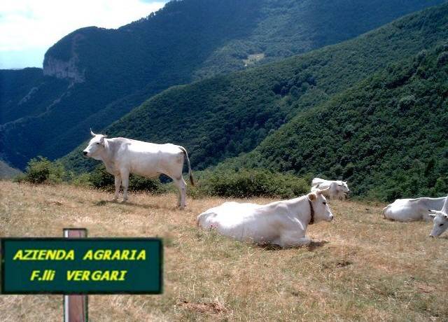  ENTRA  nel Sito  WEB  della
 Azienda Agraria F.LLI VERGARI 